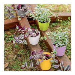 Coprivaso Lux plastica (11x10cm) ACADEMY LINE Assortito 75101