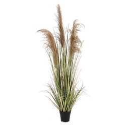 Pianta artificiale PIANTA AUSTORDERIA PAMPAS C-VASO H145 0173022