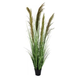 Pianta artificiale Pianta carine pampas verd marr c-va h145 0172901