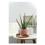 Vaso PLISSE' D.17 Rosa