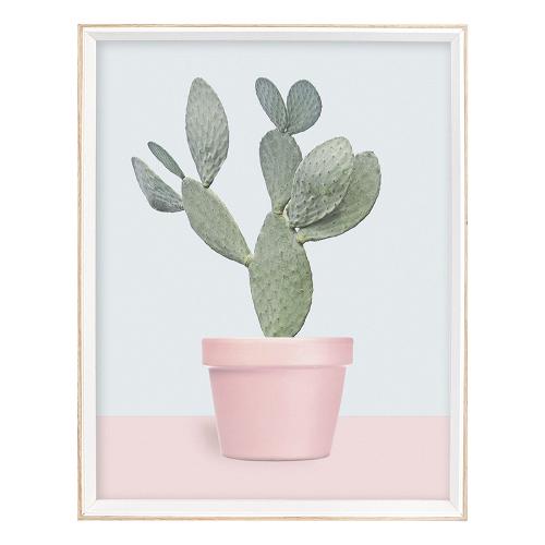 Succulent plant Stampa con cornice (40x55cm) 3658