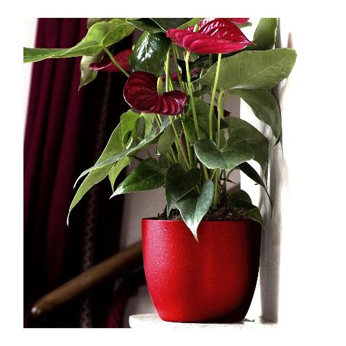 Vaso per piante IRIS rosso (13x12 cm) 116 13R