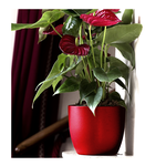 Vaso Cicl. IRIS D.13 Rosso 116/13R