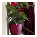 Vaso Cicl. IRIS D.13 Fuxia 116/13F