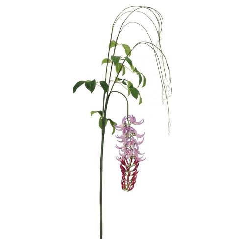 Macuna Kaylin Viola h.210 cm 0170713