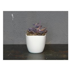 Vaso per orchidee fuxia trasparente 12,5 x 15 cm 12 E3